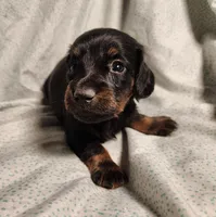 Pongo , a male Miniature Dachshund for sale in Hartville, MO – Photo 9 of 10