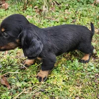 Pongo , a male Miniature Dachshund for sale in Hartville, MO – Photo 7 of 9