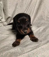 Pongo , a male Miniature Dachshund for sale in Hartville, MO – Photo 2 of 10