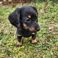 Pongo , a male Miniature Dachshund for sale in Hartville, MO – Photo 1 of 9