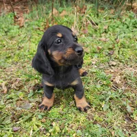 Pongo , a male Miniature Dachshund for sale in Hartville, MO – Photo 5 of 9
