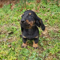 Pongo , a male Miniature Dachshund for sale in Hartville, MO – Photo 9 of 9