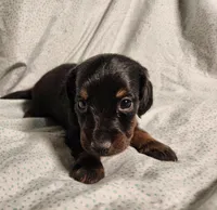 Pongo , a male Miniature Dachshund for sale in Hartville, MO – Photo 3 of 10