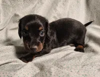 Pongo , a male Miniature Dachshund for sale in Hartville, MO – Photo 6 of 10