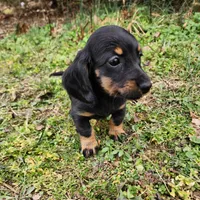 Pongo , a male Miniature Dachshund for sale in Hartville, MO – Photo 4 of 9
