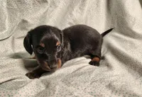 Pongo , a male Miniature Dachshund for sale in Hartville, MO – Photo 4 of 10