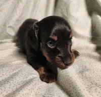 Pongo , a male Miniature Dachshund for sale in Hartville, MO – Photo 7 of 10