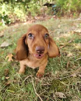 Eli , a male Miniature Dachshund for sale in Hartville, MO – 5 of 8