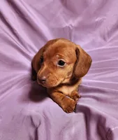 Nova, a female Miniature Dachshund for sale in Hartville, MO – Photo 3 of 10