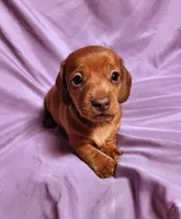 Nova, a female Miniature Dachshund for sale in Hartville, MO – Photo 2 of 10