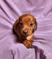 Nova, a female Miniature Dachshund for sale in Hartville, MO – Photo 9 of 10
