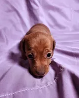 Nova, a female Miniature Dachshund for sale in Hartville, MO – Photo 6 of 10