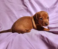 Nova, a female Miniature Dachshund for sale in Hartville, MO – Photo 8 of 10