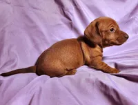 Nova, a female Miniature Dachshund for sale in Hartville, MO – Photo 5 of 10