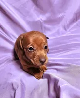 Nova, a female Miniature Dachshund for sale in Hartville, MO – Photo 10 of 10