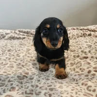 Leo, a male Miniature Dachshund for sale in Hartville, MO – Photo 9 of 9