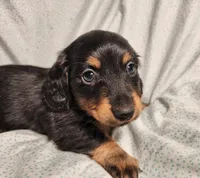 Leo, a male Miniature Dachshund for sale in Hartville, MO – Photo 1 of 9
