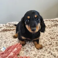 Leo, a male Miniature Dachshund for sale in Hartville, MO – Photo 7 of 9