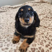 Leo, a male Miniature Dachshund for sale in Hartville, MO – Photo 2 of 9