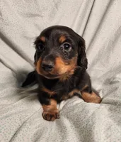 Leo, a male Miniature Dachshund for sale in Hartville, MO – Photo 8 of 9