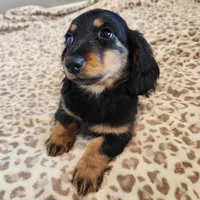 Leo, a male Miniature Dachshund for sale in Hartville, MO – Photo 4 of 9