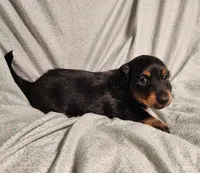 Leo, a male Miniature Dachshund for sale in Hartville, MO – Photo 4 of 9