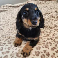 Leo, a male Miniature Dachshund for sale in Hartville, MO – Photo 1 of 9