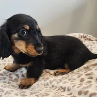 Leo, a male Miniature Dachshund for sale in Hartville, MO – Photo 6 of 9