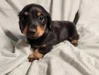 Leo, a male Miniature Dachshund for sale in Hartville, MO – Photo 2 of 9