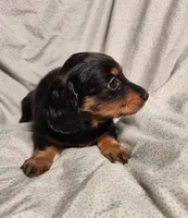 Leo, a male Miniature Dachshund for sale in Hartville, MO – Photo 9 of 9