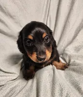 Leo, a male Miniature Dachshund for sale in Hartville, MO – Photo 6 of 9