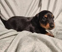 Leo, a male Miniature Dachshund for sale in Hartville, MO – Photo 3 of 9