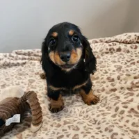 Leo, a male Miniature Dachshund for sale in Hartville, MO – Photo 8 of 9