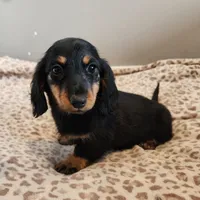 Leo, a male Miniature Dachshund for sale in Hartville, MO – Photo 5 of 9