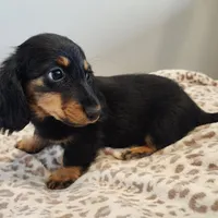 Leo, a male Miniature Dachshund for sale in Hartville, MO – Photo 3 of 9