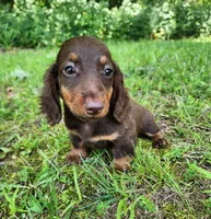 Willow, a female Miniature Dachshund for sale in Hartville, MO – 8 of 10