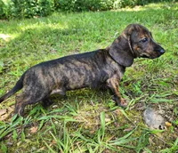 Zippo, a male Miniature Dachshund for sale in Hartville, MO – 2 of 10