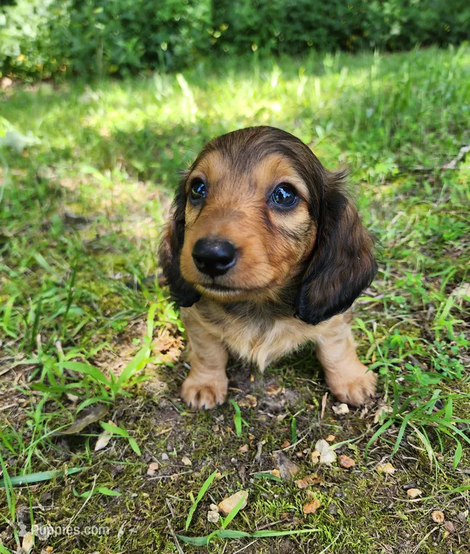 Athena  – Miniature Dachshund puppy on hold in Hartville, MO