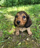 Athena , a female Miniature Dachshund for sale in Hartville, MO – 1 of 10