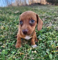 Olivia , a female Miniature Dachshund for sale in Hartville, MO – Photo 8 of 10