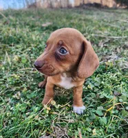 Olivia , a female Miniature Dachshund for sale in Hartville, MO – Photo 4 of 10