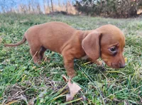 Olivia , a female Miniature Dachshund for sale in Hartville, MO – Photo 5 of 10