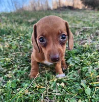 Olivia , a female Miniature Dachshund for sale in Hartville, MO – Photo 9 of 10