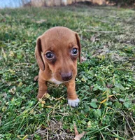 Olivia , a female Miniature Dachshund for sale in Hartville, MO – Photo 3 of 10