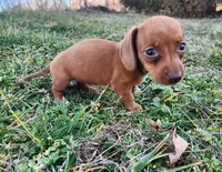 Olivia , a female Miniature Dachshund for sale in Hartville, MO – Photo 10 of 10