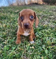 Olivia , a female Miniature Dachshund for sale in Hartville, MO – Photo 1 of 10