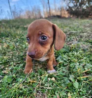 Olivia , a female Miniature Dachshund for sale in Hartville, MO – Photo 7 of 10