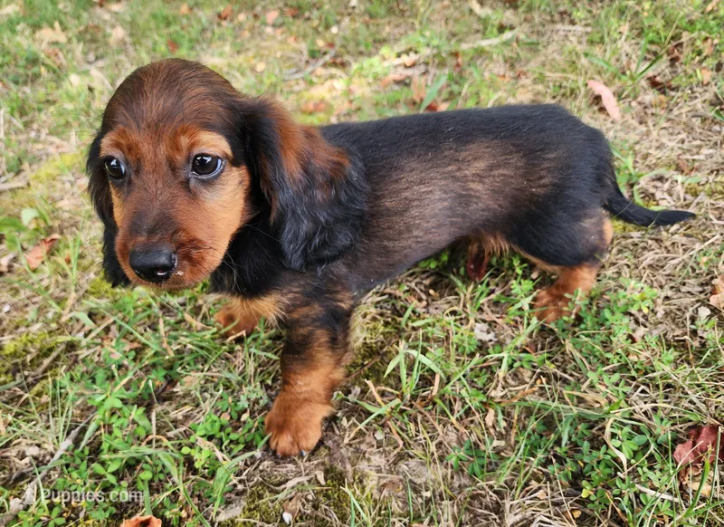 Duke – Miniature Dachshund puppy for sale in Hartville, MO