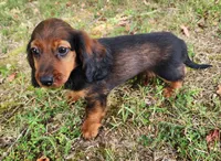 Duke, a male Miniature Dachshund for sale in Hartville, MO – 1 of 10