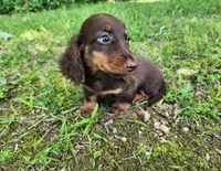 Willow, a female Miniature Dachshund for sale in Hartville, MO – 2 of 10